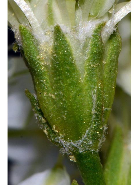 Eriogonum strictum ssp. proliferum (Blue mountain buckwheat) #54933
