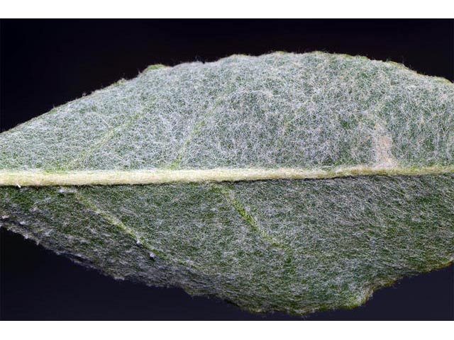 Eriogonum strictum ssp. proliferum (Blue mountain buckwheat) #54940
