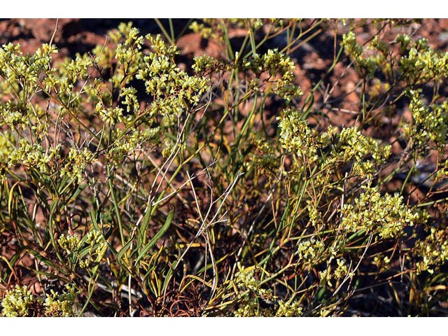 Eriogonum thompsoniae var. atwoodii (Atwood's buckwheat) #56029