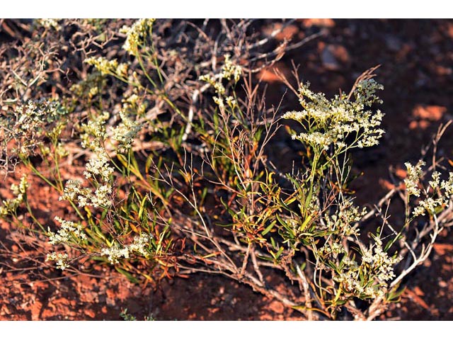 Eriogonum thompsoniae var. atwoodii (Atwood's buckwheat) #56034
