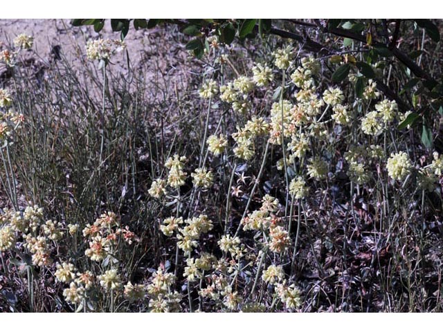 Eriogonum umbellatum var. dichrocephalum (Sulphur-flower buckwheat) #56147