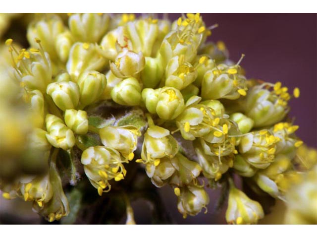 Eriogonum umbellatum var. dichrocephalum (Sulphur-flower buckwheat) #56176
