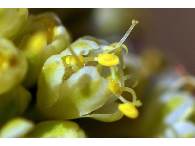 Eriogonum umbellatum var. dichrocephalum (Sulphur-flower buckwheat) #56179