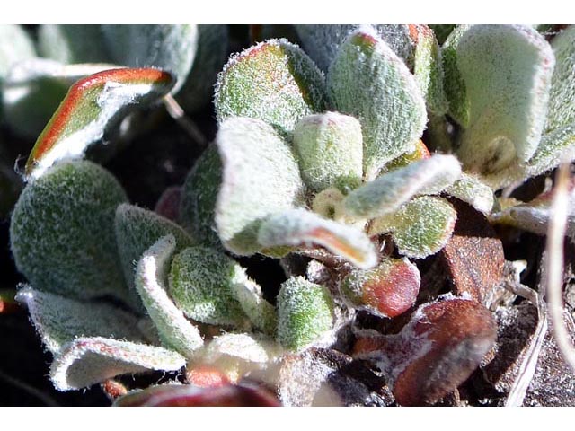 Eriogonum umbellatum var. dichrocephalum (Sulphur-flower buckwheat) #56189