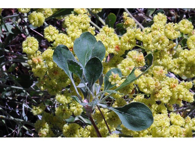 Eriogonum umbellatum var. ellipticum (Sulphur-flower buckwheat) #56225