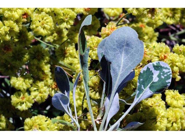 Eriogonum umbellatum var. ellipticum (Sulphur-flower buckwheat) #56227