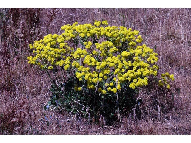Eriogonum umbellatum var. ellipticum (Sulphur-flower buckwheat) #56230