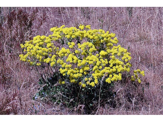 Eriogonum umbellatum var. ellipticum (Sulphur-flower buckwheat) #56231