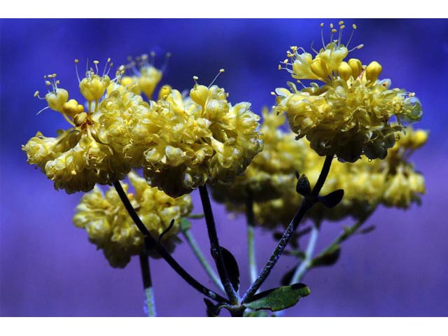 Eriogonum umbellatum var. ellipticum (Sulphur-flower buckwheat) #56237