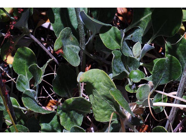 Eriogonum umbellatum var. ellipticum (Sulphur-flower buckwheat) #56245