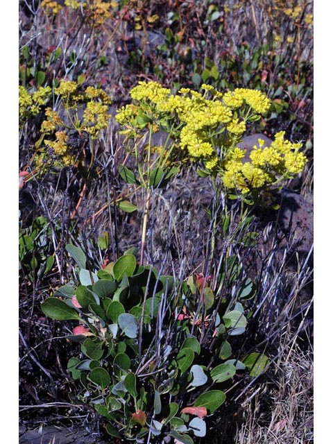 Eriogonum umbellatum var. ellipticum (Sulphur-flower buckwheat) #56253