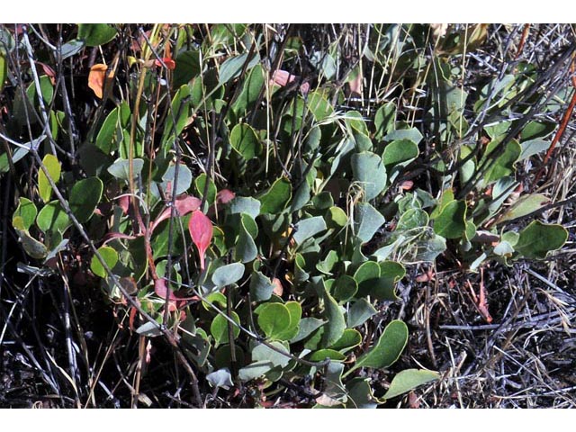 Eriogonum umbellatum var. ellipticum (Sulphur-flower buckwheat) #56255