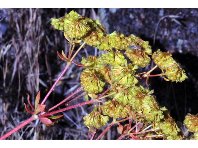 Eriogonum umbellatum var. ellipticum (Sulphur-flower buckwheat) #56257