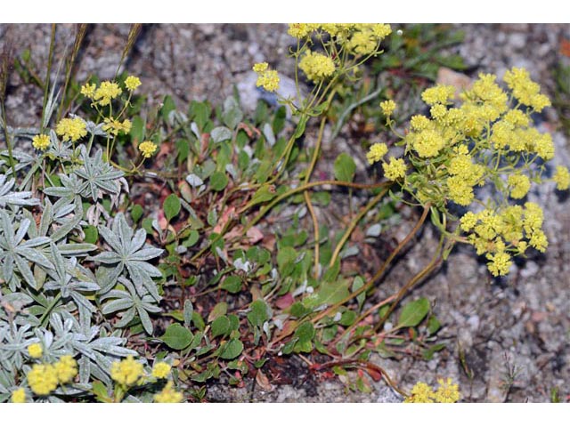 Eriogonum umbellatum var. ellipticum (Sulphur-flower buckwheat) #56262