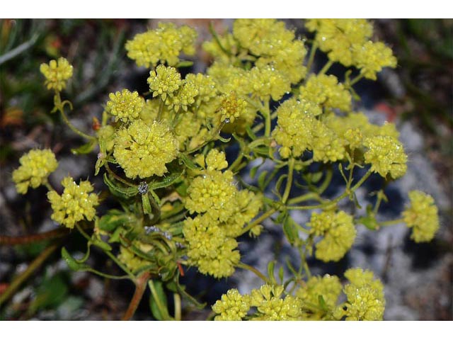 Eriogonum umbellatum var. ellipticum (Sulphur-flower buckwheat) #56263