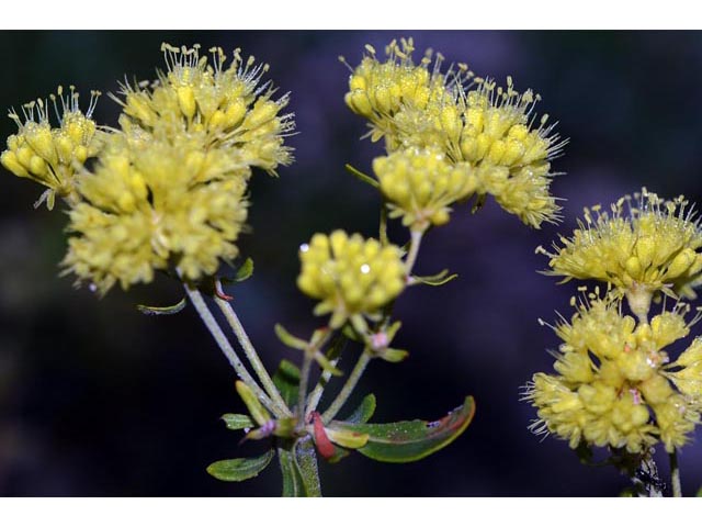 Eriogonum umbellatum var. ellipticum (Sulphur-flower buckwheat) #56264