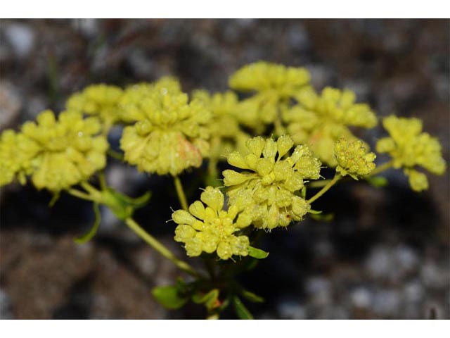 Eriogonum umbellatum var. ellipticum (Sulphur-flower buckwheat) #56266