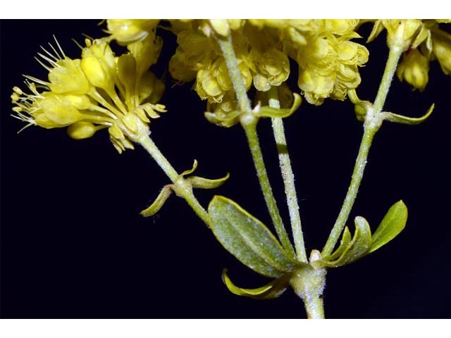 Eriogonum umbellatum var. ellipticum (Sulphur-flower buckwheat) #56269