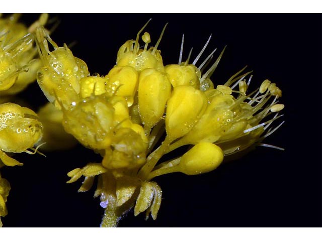 Eriogonum umbellatum var. ellipticum (Sulphur-flower buckwheat) #56271