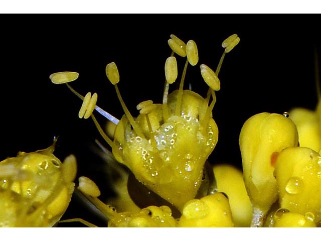 Eriogonum umbellatum var. ellipticum (Sulphur-flower buckwheat) #56272
