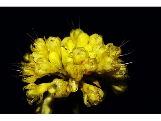 Eriogonum umbellatum var. ellipticum (Sulphur-flower buckwheat) #56275