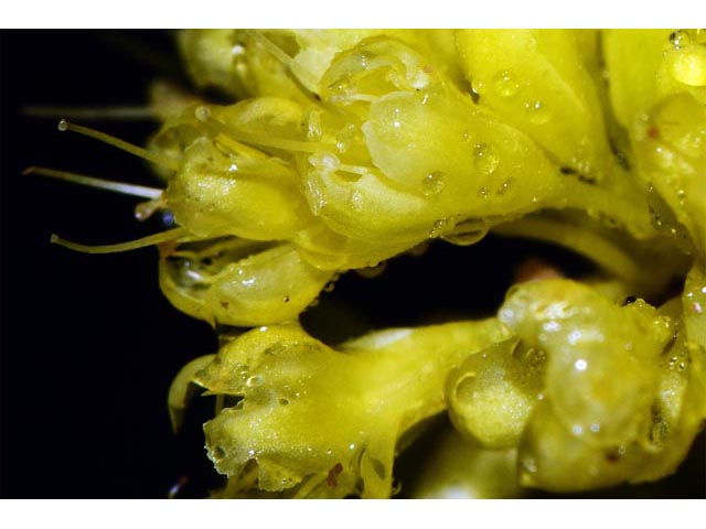 Eriogonum umbellatum var. ellipticum (Sulphur-flower buckwheat) #56276