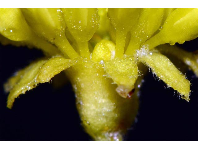 Eriogonum umbellatum var. ellipticum (Sulphur-flower buckwheat) #56278