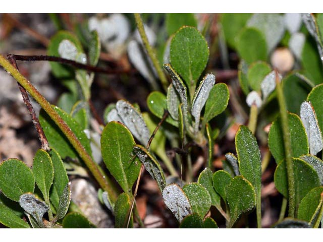 Eriogonum umbellatum var. ellipticum (Sulphur-flower buckwheat) #56279