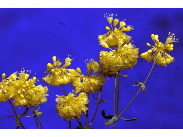 Eriogonum umbellatum var. ellipticum (Sulphur-flower buckwheat) #56286