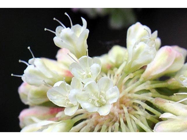 Eriogonum umbellatum var. majus (Subalpine sulfur flower) #56316