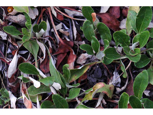 Eriogonum umbellatum var. majus (Subalpine sulfur flower) #56321