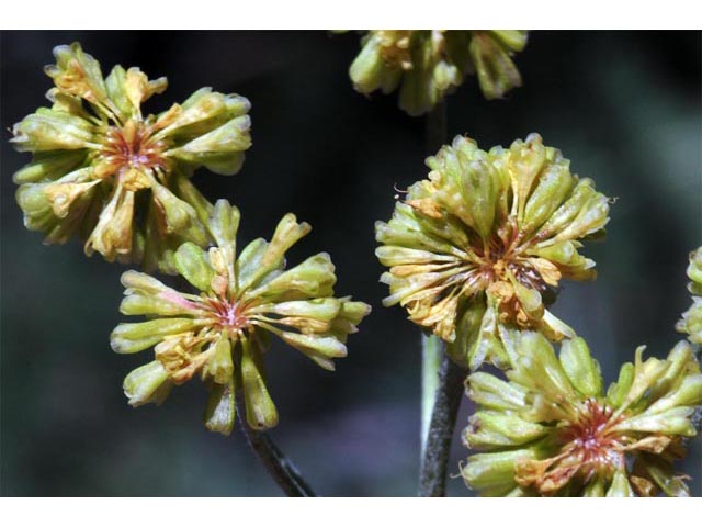 Eriogonum umbellatum var. umbellatum (Sulphur-flower buckwheat) #56397
