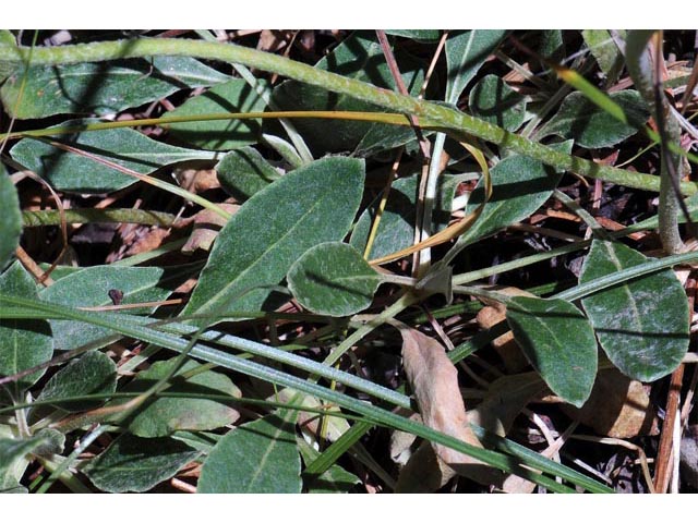 Eriogonum umbellatum var. umbellatum (Sulphur-flower buckwheat) #56399