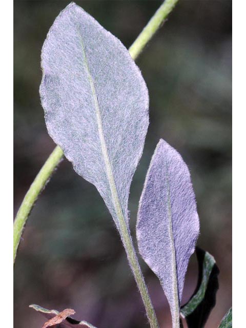 Eriogonum umbellatum var. umbellatum (Sulphur-flower buckwheat) #56400