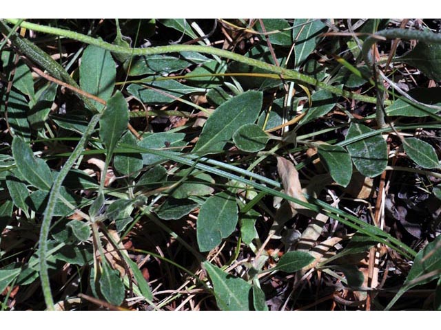 Eriogonum umbellatum (Sulphur-flower buckwheat) #56403