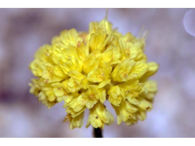Eriogonum mancum (Imperfect buckwheat) #56417