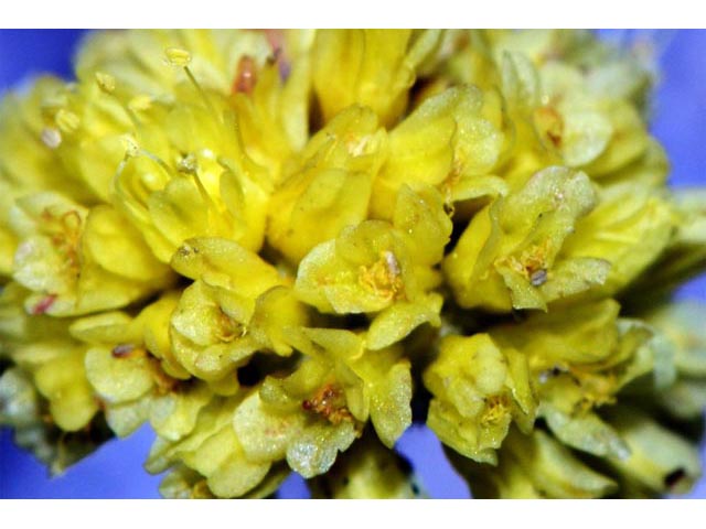 Eriogonum mancum (Imperfect buckwheat) #56418