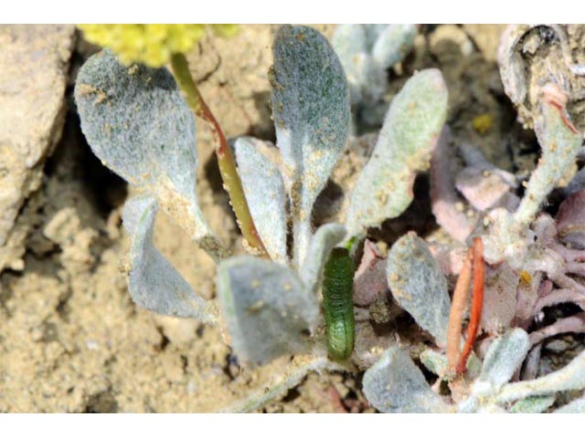 Eriogonum mancum (Imperfect buckwheat) #56426