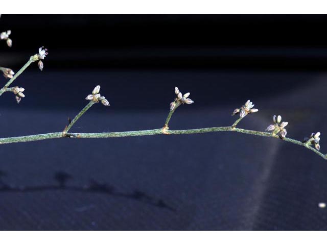 Eriogonum vestitum (Idria buckwheat) #56433