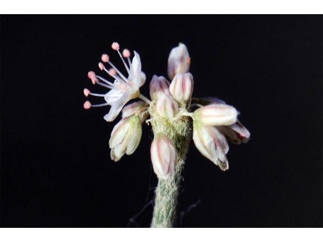 Eriogonum vestitum (Idria buckwheat) #56438