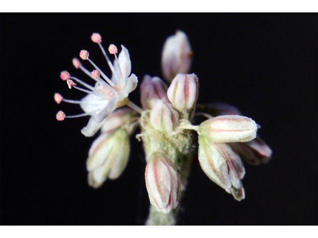 Eriogonum vestitum (Idria buckwheat) #56439