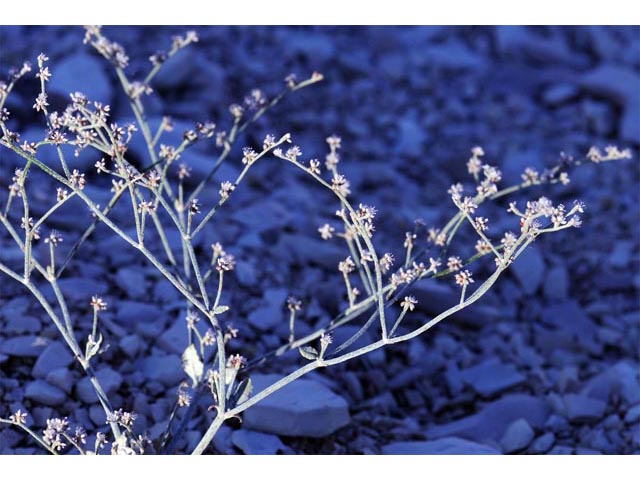 Eriogonum vestitum (Idria buckwheat) #56452