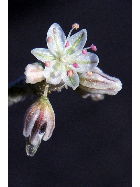 Eriogonum vestitum (Idria buckwheat) #56457