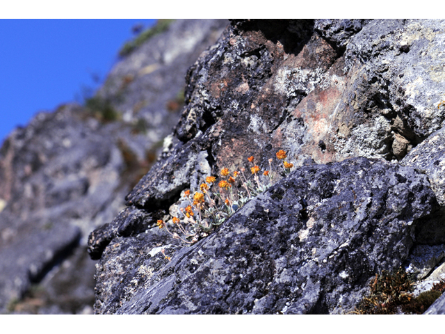 Eriogonum villosissimum (Acker rock wild buckwheat) #56461