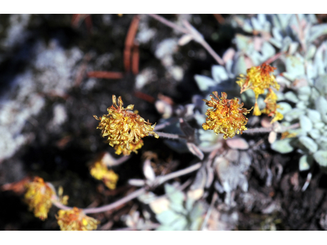 Eriogonum villosissimum (Acker rock wild buckwheat) #56469