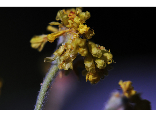 Eriogonum villosissimum (Acker rock wild buckwheat) #56472