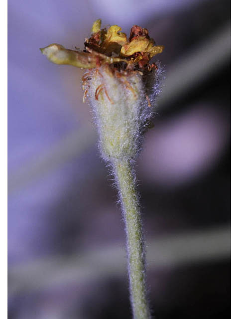 Eriogonum villosissimum (Acker rock wild buckwheat) #56474