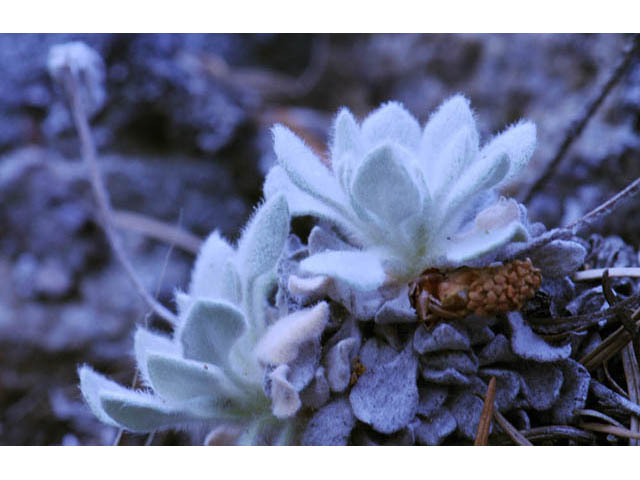 Eriogonum villosissimum (Acker rock wild buckwheat) #56487