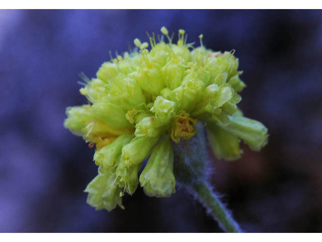 Eriogonum villosissimum (Acker rock wild buckwheat) #56488