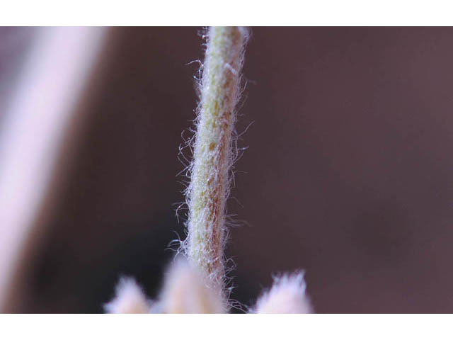 Eriogonum villosissimum (Acker rock wild buckwheat) #56492